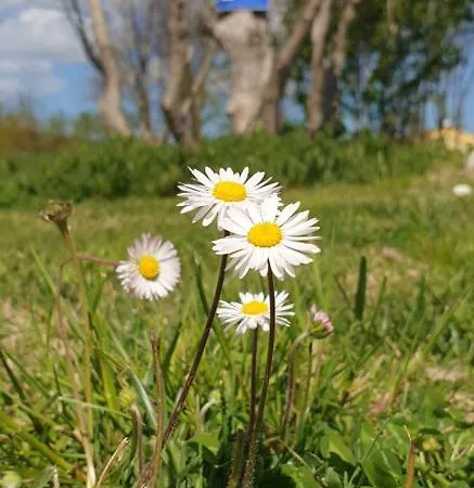 La Dolce Maison d'hôtes 3*