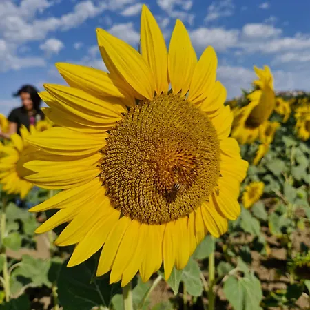 La Dolce Castelfidardo